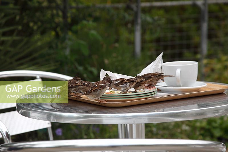 Passer domesticus - House Sparrows feeding on cafe table
