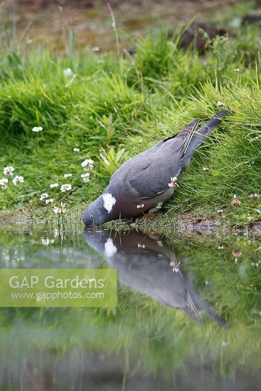 Columba palumbus - Wood Pigeon drinking from garden pond
