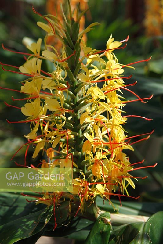 Hedychium gardnerianum 'Kahli' - Ginger Lily