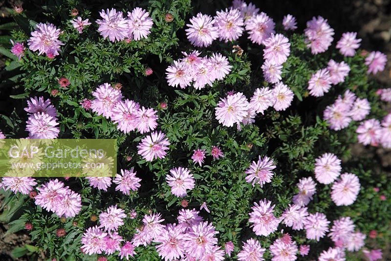 Aster 'Chatterbox'