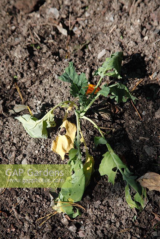 Broccoli wilting due to Cabbage Root Fly maggots