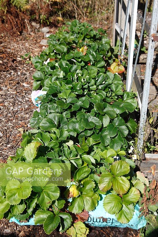Strawberry plants in growbags left outside after fruiting