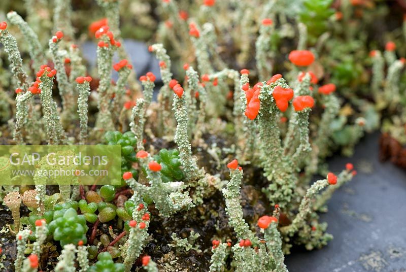 Cladonia - Pixie Cup lichen with red apothecia, fruiting bodies, on slate wall