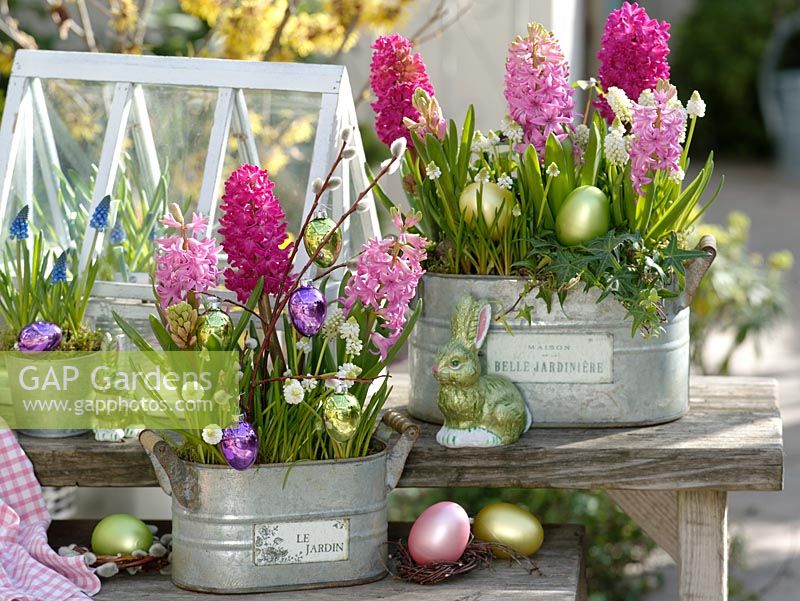 Easter display with planters of Hyacinthus, Muscari 'White Magic' 'Big Smile', Hedera and Salix 