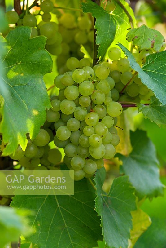 Vitis 'Phoenix' - grape - ripening in a vineyard in England at RHS Gardens, Wisley, Surrey