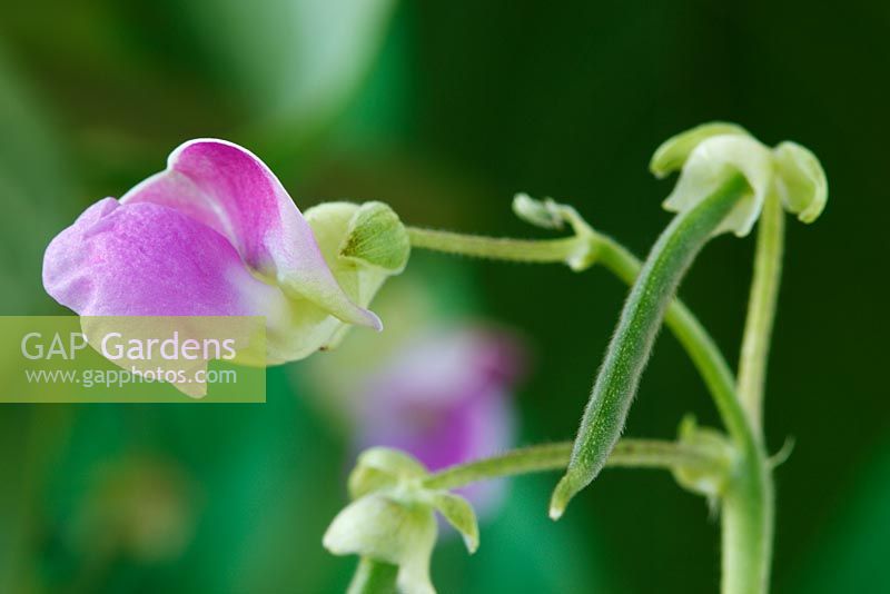 Phaseolus vulgaris  'Delinel'  AGM - Dwarf French Bean flower and young bean