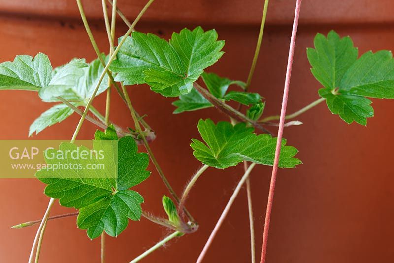Fragaria vesca - Wild Strawberry,  Woodland Strawberry. Small plants formed on runners hanging down the side of a pot