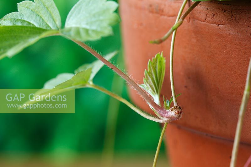Fragaria vesca  Wild strawberry  - Small plant formed on runner hanging down the side of a pot