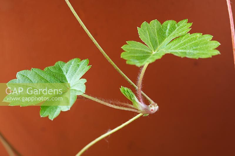 Fragaria vesca - Wild Strawberry, Woodland Strawberry. Small plants formed on runners hanging down the side of a pot

