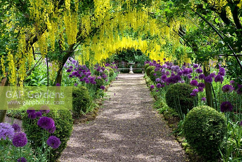 Laburnum tunnel underplanted with Alliums - The Dorothy Clive Garden