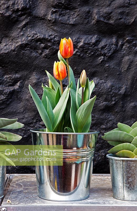 Tulipa 'Princess Irene' with Crassula perfoliata var. falcata either side in metal pots 