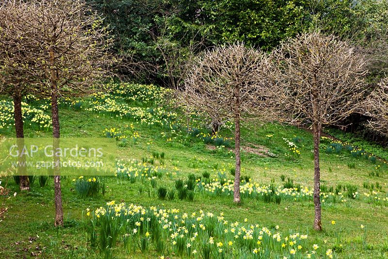 Standard topiarised Corylus colurna underplanted with Narcissus pseuodonarcissus in the meadow - Veddw House Garden, Monmouthshire, Wales, March