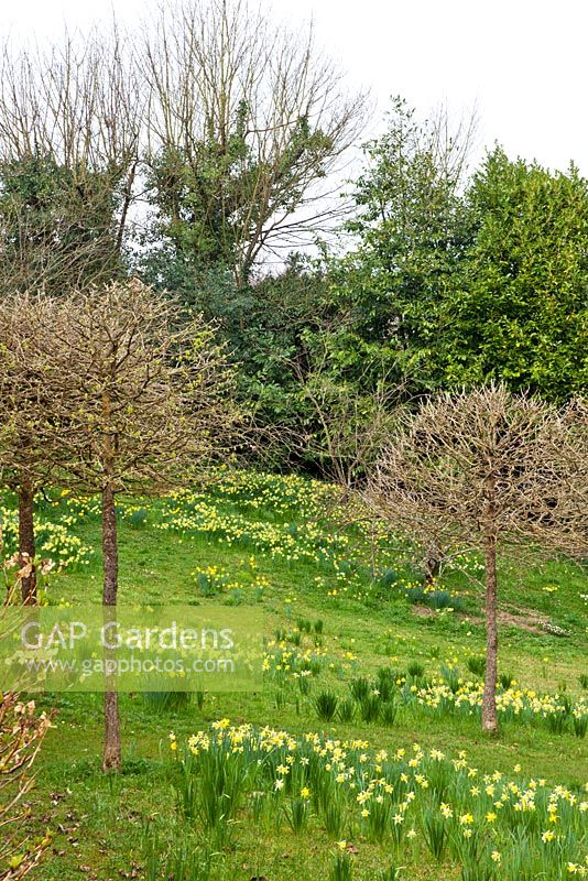 Standard topiarised Corylus colurna underplanted with Narcissus pseuodonarcissus in the meadow - Veddw House Garden, Monmouthshire, Wales, March

