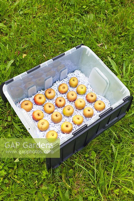 Malus domestica 'Ashmead's Kernel' being stored in a plastic crate layered with shredded paper and lid, September