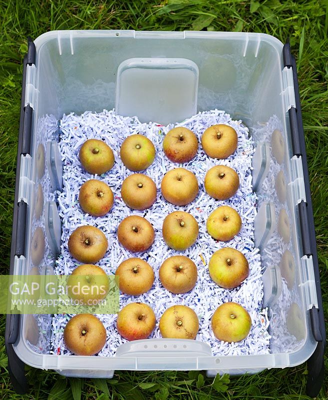 Malus domestica 'Ashmead's Kernel' being stored in a plastic crate layered with shredded paper and lid, September
