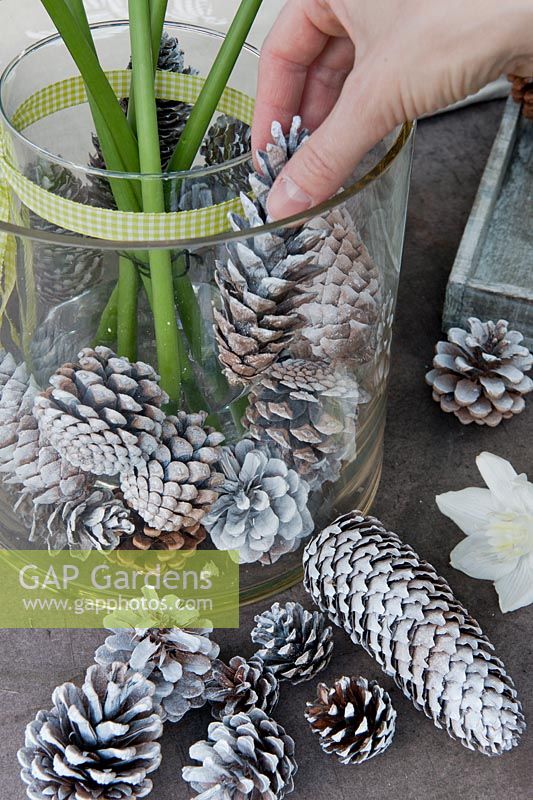 Arranging Pine cones in glass beaker