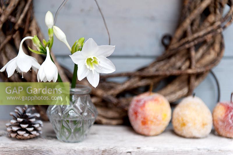 Winter flower arrangement with white Eucharis and sugared Apples