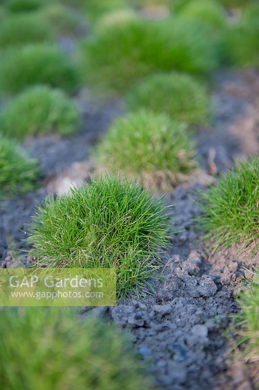 Grass tufts in sandy surface