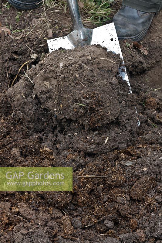 Double digging - soil is dug from the next trench and turned into the last on top of the compost or manure