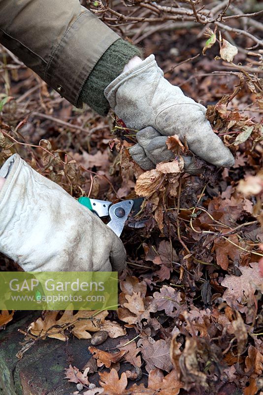 Cutting back Ceratostigma griffithii with secateurs
