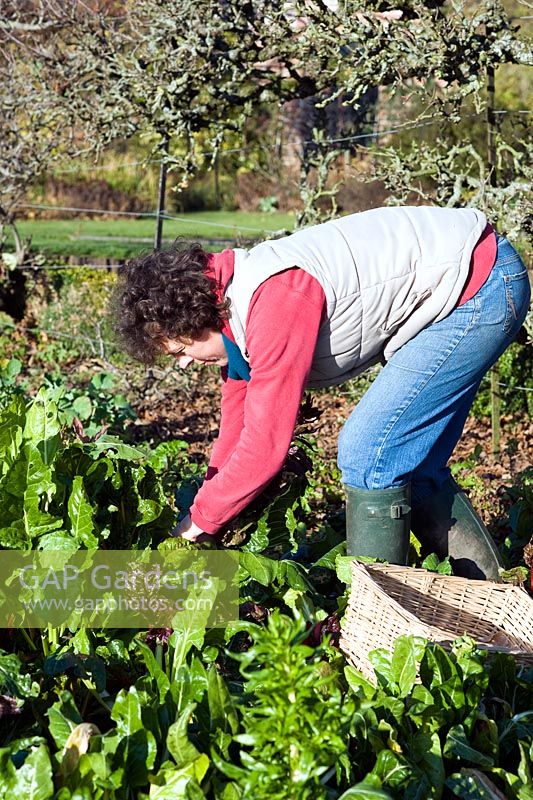 Woman gardener picking winter Beta vulgaris - Chard and Perpetual Spinach