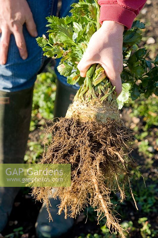 Gardener holding freshly pulled Apium graveolens - Celeriac