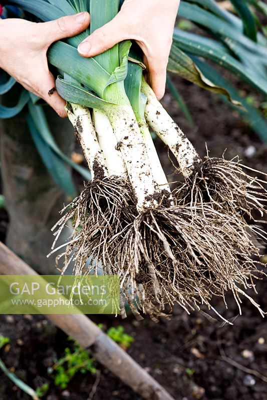 Gardener holding freshly dug winter leeks