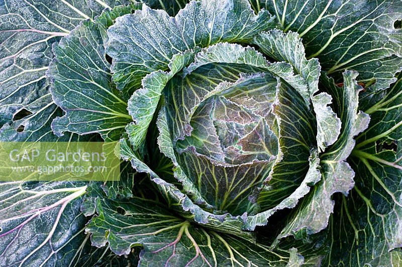 Frosted Brassica oleracea - Cabbage 'January King'