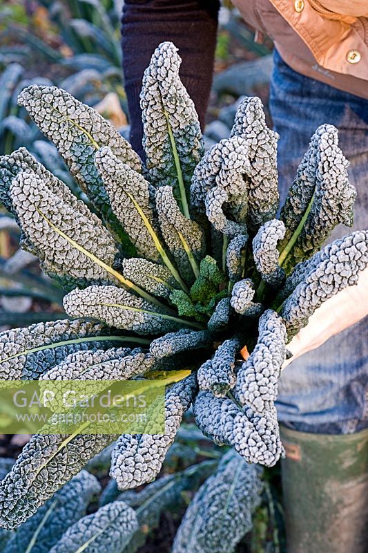Gardener holding freshly cut frosty Brassica 'Nero di Toscana' - Black Kale