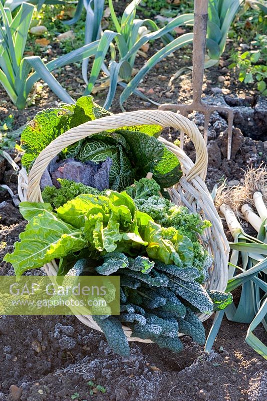 Basket of harvested winter vegetables including Brassicas - Cabbages and Kales, Beta vulgaris - Chard and Cucurbita - Squash with Leeks in a frosty garden

