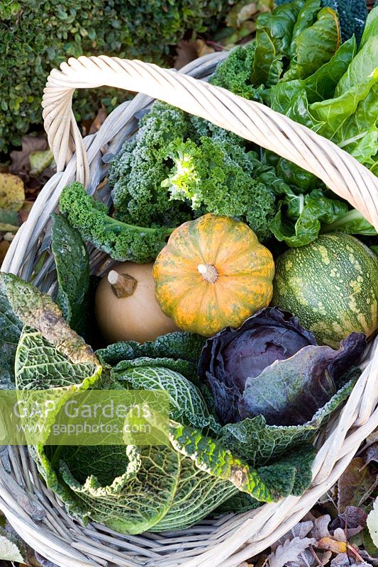 Basket of harvested winter vegetables including Brassicas - Cabbages and Kales, Beta vulgaris - Chard and Cucurbita - Squash