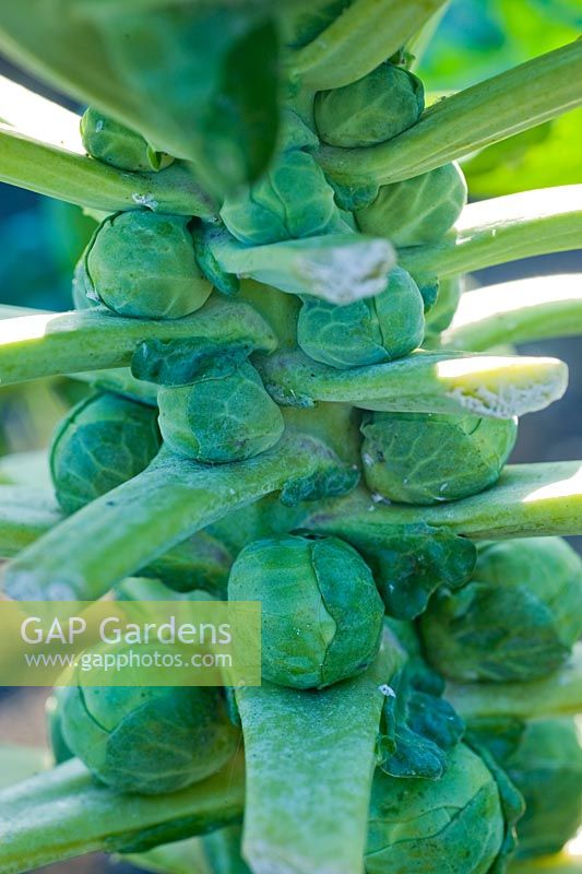 Brassica oleracea - Brussels Sprouts 