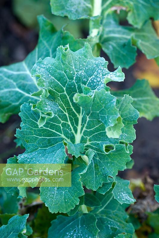 Brassica oleracea 'Hungry Gap' - Kale