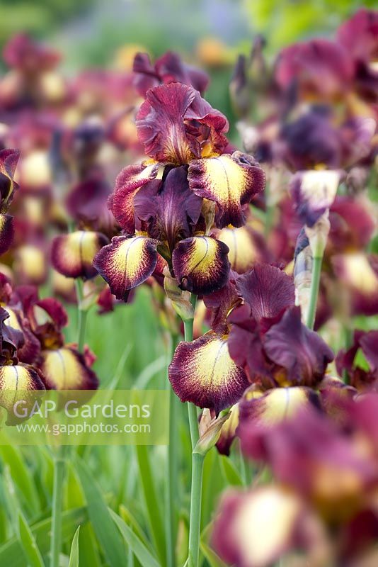Iris 'Provencal' at RHS Gardens, Wisley