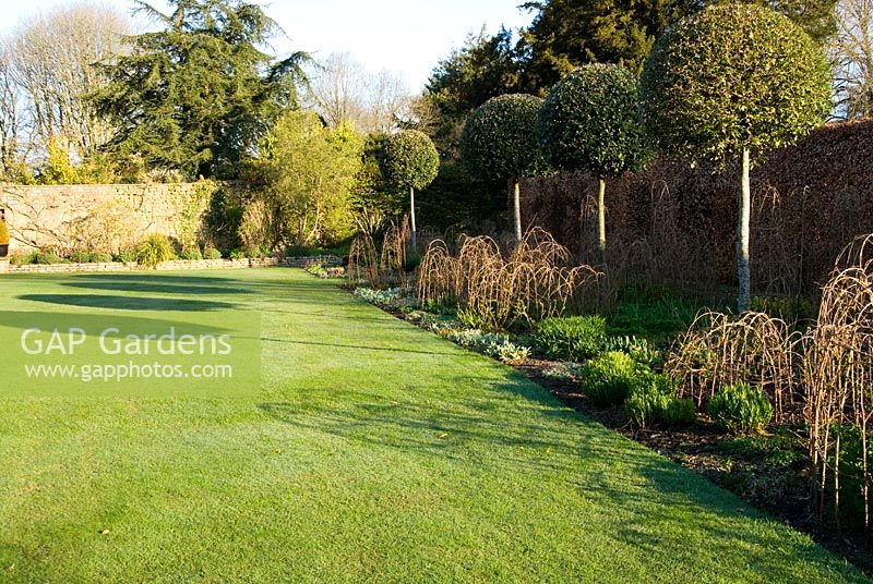 Herbaceous borders feature standard Quercus ilex - Holm Oaks underplanted with Crambe cordifolia, white Daisies, Nepeta 'Six Hills Giant', Stemmacantha centaureoides and Lychnis chalcedonica that emerge through woven hazel supports - Melplash Court, Bridport, Dorset, UK