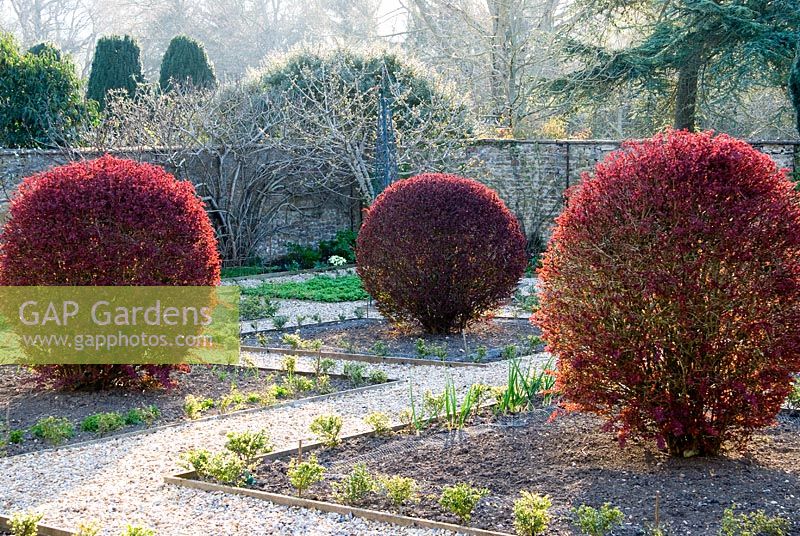 Walled kitchen garden dominated in early spring by four Berberis thunbergii f. atropurpurea 'Harlequin' - Melplash Court, Bridport, Dorset, UK
