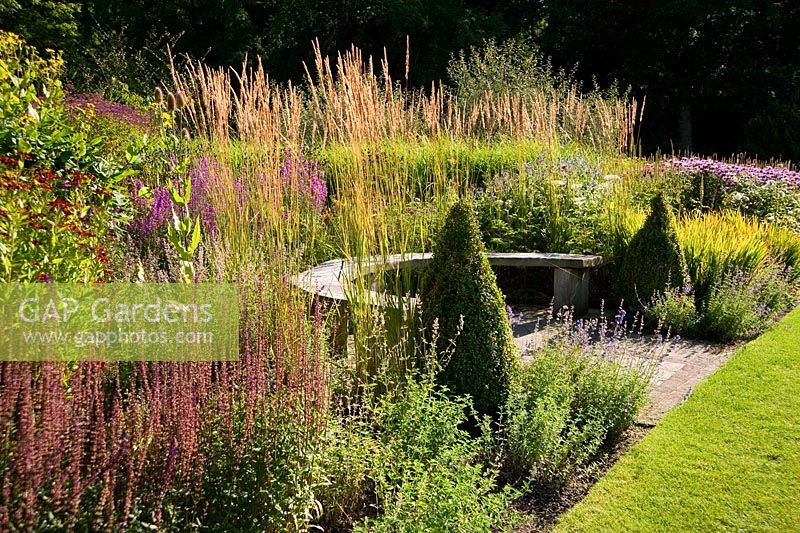 Curved wooden seat backed by grasses and flowering perennials including Lythrum virgatum 'Dropmore Puprle' along the main border, with clipped Box cones in the foreground and dark purple Salvia nemerosa 'Caradonna' - RHS Garden Harlow Carr, Harrogate, North Yorkshire, UK