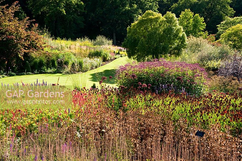 Main borders with Maytenus boaria tree and herbaceous perennials including Persicaria, Salvias and Agastache - RHS Garden Harlow Carr, Harrogate, North Yorkshire, UK