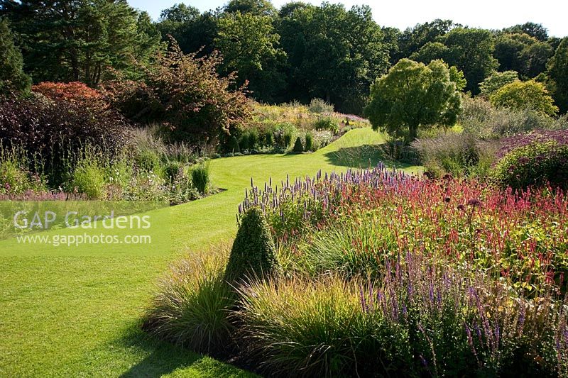 Main borders with Maytenus boaria tree and herbaceous perennials including Persicaria, Salvias and Agastache -  RHS Garden Harlow Carr, Harrogate, North Yorkshire, UK