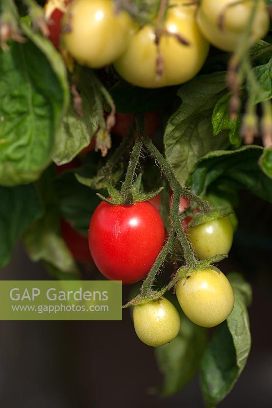 Tomato 'Gartenperle' in hanging basket