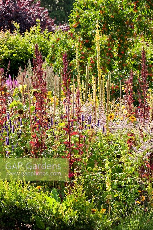 Mixed planting of annuals and herbaceous perennials including Agastache, Verbascum, Borage and Atriplex hortensis var. rubra - Red Orach - RHS Garden Rosemoor, Great Torrington, Devon, UK