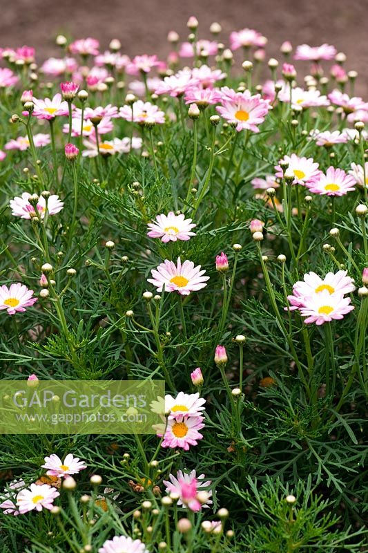 Argyranthemum 'Summit Peppermint' - Daisy Crazy Series