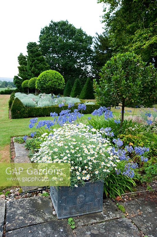 Square planters of Argyranthemum on south facing terrace surrounded by Agapanthus with clipped bay and beyond Portuguese laurels set into box beds full of Santolina - Old Rectory, Pulham, Dorset