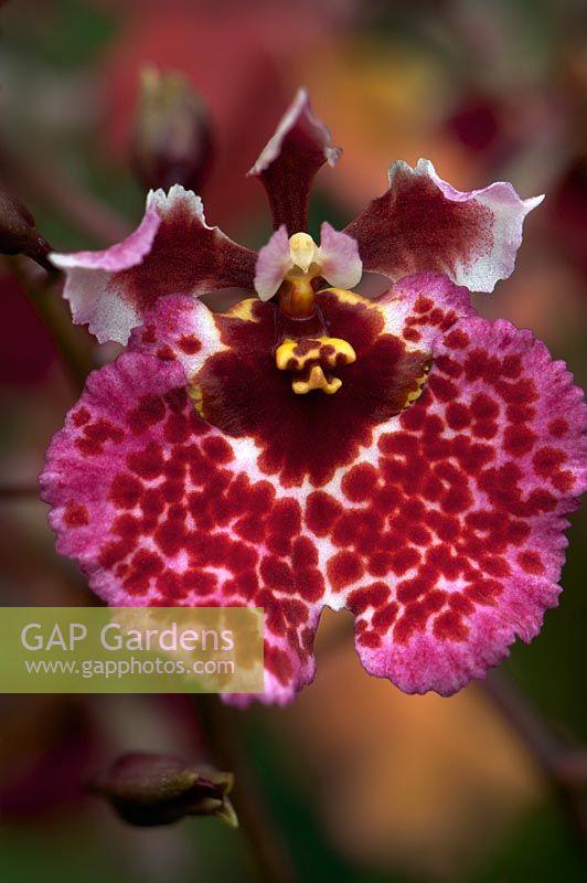 Oncidium diciommo giuseppi - Orchid