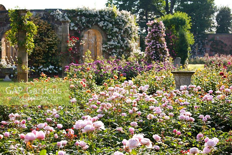 Rose garden at Hever Castle, Kent UK