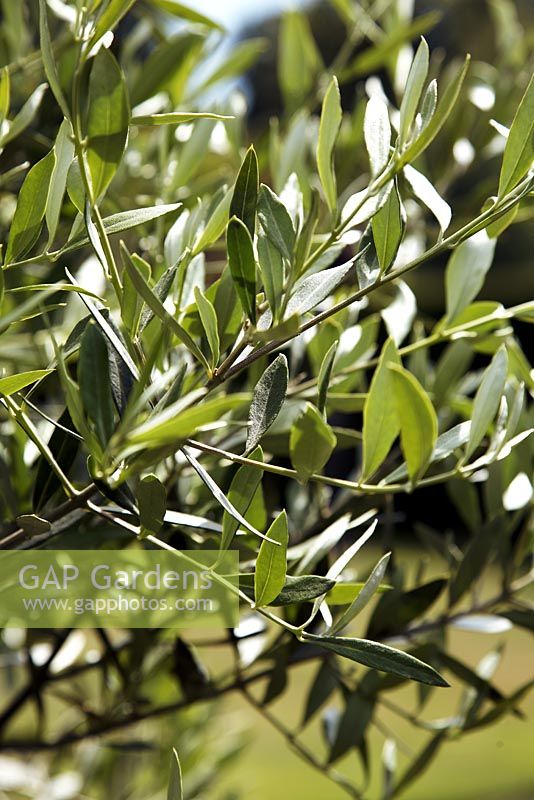 Olea Europa - Olive tree in the Italian garden at Hever Castle  