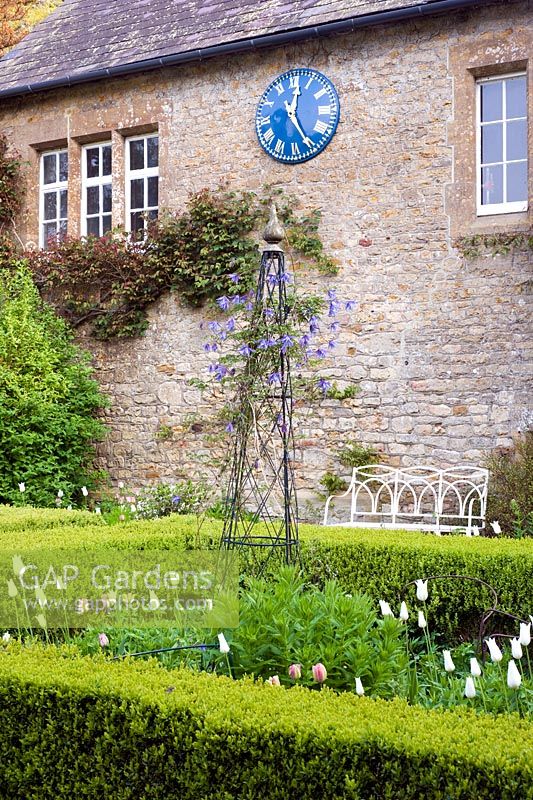 Formal Spring bed with tulips and Clematis macropetala on obelisk - The Old Rectory, Netherbury, Dorset NGS