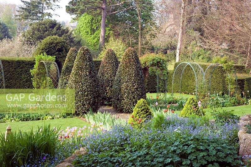 Formal Spring garden with topiary and tulips - The Old Rectory, Netherbury, Dorset NGS