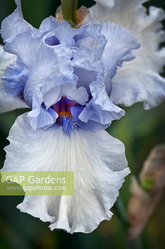 Iris germanica 'Chinook Winds' - German bearded iris