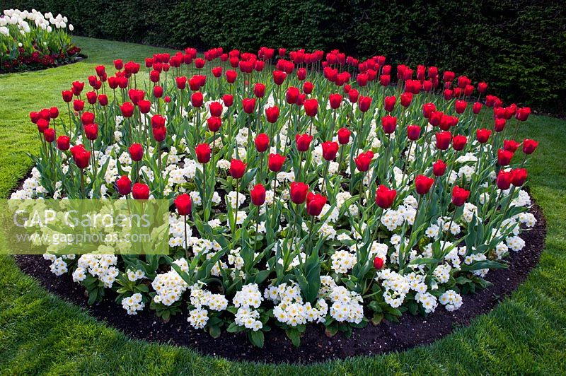 Circular border of Tulipa 'Bastogne' and Primula 'Crescendo Series'